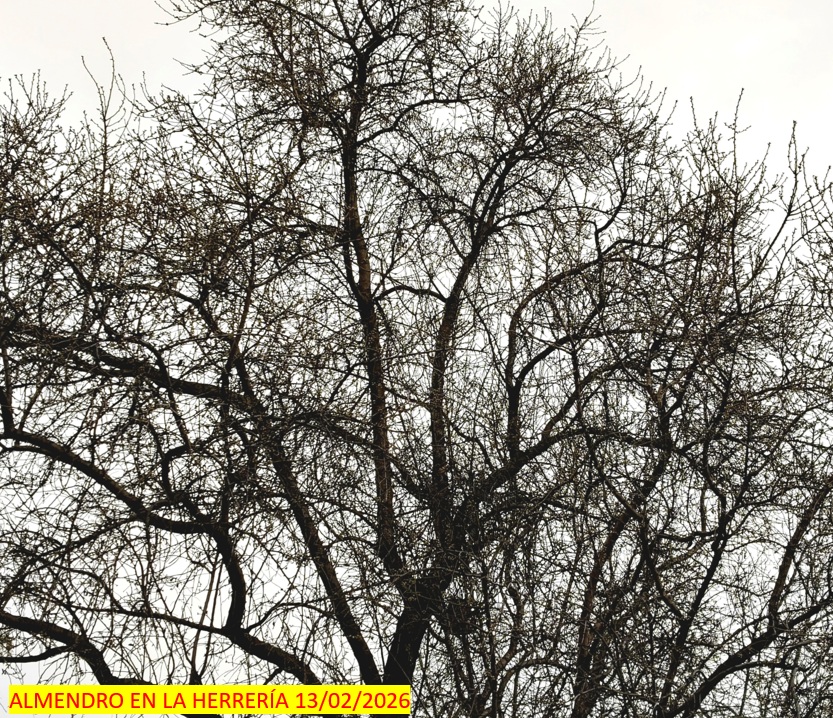 Estamos a mediados de febrero y los almendros de la herrería siguen sin florecer